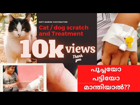 പൂച്ച മാന്തിയാൽ ഉടനെ ചെയ്യേണ്ടത്| Dog bite /Cat scratch and Treatment
