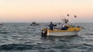 Whyalla Snapper Comp - nice fish