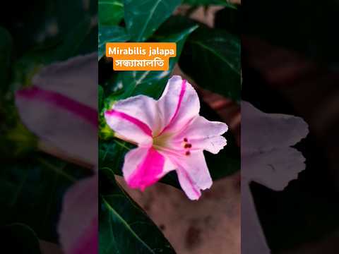 Mirabilis jalapa... সন্ধ্যামালতী #shortsvideo #satisfying #reels #nature #flowers #সন্ধ্যামালতি