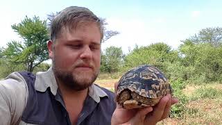 preview picture of video 'Beautiful Leopard tortoise.'