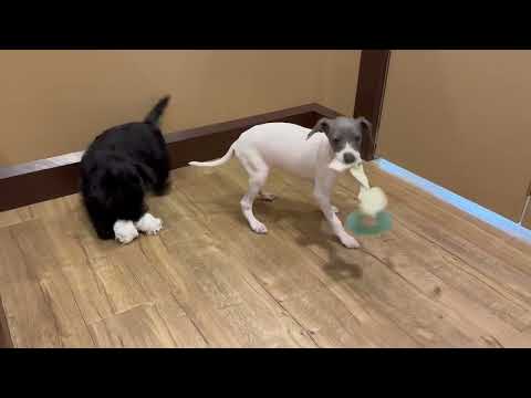 Scottish Terrier - 4589 video preview