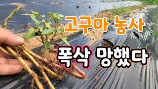 고구마 농사 폭망!   원인좀 알려주세요?