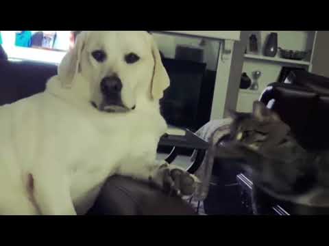 #funny #funnyvideo #cat #dogs🐕🐈🦴🤦