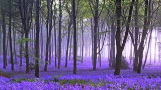 Bill Conti-Alone in the ring