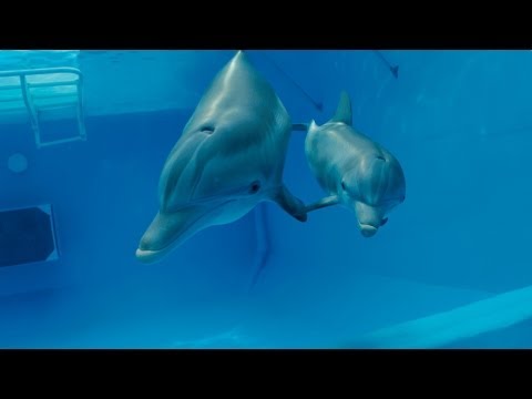 Dolphin Tale 2 (Trailer)