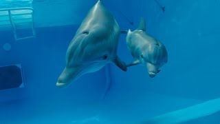 Video trailer för Dolphin Tale 2 - Official Teaser Trailer [HD]