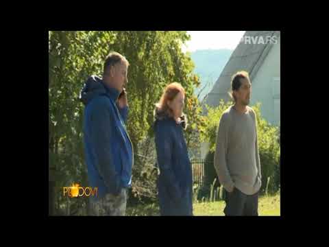 Covek prica o Hereford kravama