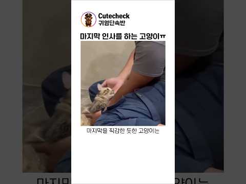 마지막 인사를 하는 고양이ㅠ