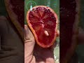 Blood Orange – The Sweet Citrus with a Dark Secret! #shorts