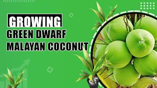 Green Dwarf Malayan Coconut  Dwarf yet heavy cocon