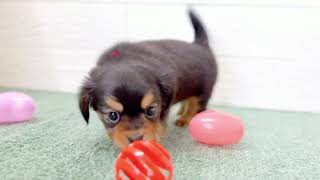 ハーフ犬の動画01