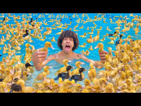 مليت حمام السباحه 10.000 بطه و سبحت معاهم !