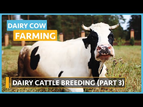 Dairy Cow Farming Lesson 1 Introduction to Dairy Farming Course