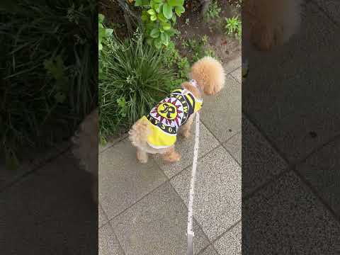 経営学科 トイプードル1歳　 #トイプードル #おパンツカット　#toypoodle