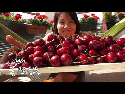 Vlog #12 :Fr /  ĂN CHERRY NGỌT LỊM/ và bàn về quả cherry có hot như mọi người hay nghĩ hay không? Video