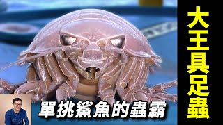 [閒聊] 具足蟲在日本人氣這麼高喔?