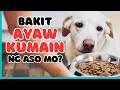 MGA RASON KUNG BAKIT AYAW KUMAIN NG ASO DOG TIPS Munting Kennel