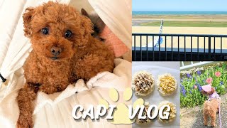 【Vlog】春のゆる暮らし｜全飼い主が飛び起きるゲポゲポ音｜犬と猫と過ごす何気ない日々
