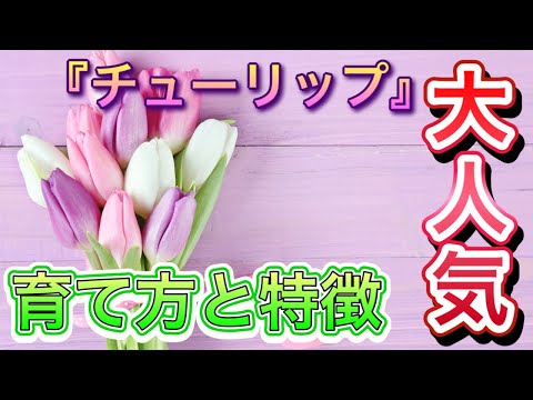 春に美しい花を咲かせるためにチューリップの球根を植える時期はいつ頃でしょうか?やり方は？ +ビデオ  庭園