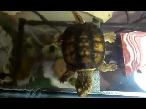 Snapping Turtle Habitat & Care Updated Video