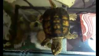 Snapping Turtle Habitat & Care Updated Video