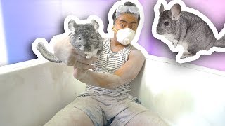 CHINCHILLA DUST BATH CHALLENGE!