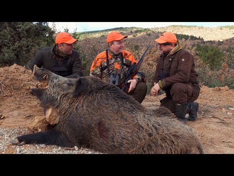 DRIVEN HUNT FOR WILD BOAR in Turkey ep 3 of 3 - "The grand finale" The First Years (2012-2016)