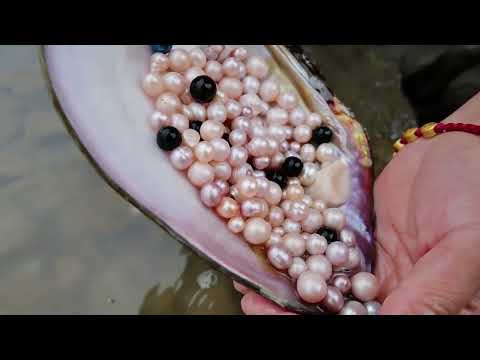 Shells are found in a small water pool, and colorful pearls are collected after opening mussels