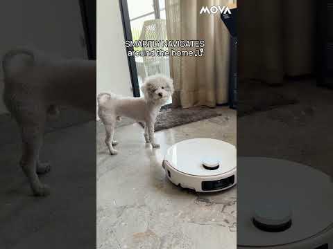 Dog Meets MOVA V50 Ultra Complete for the First Time