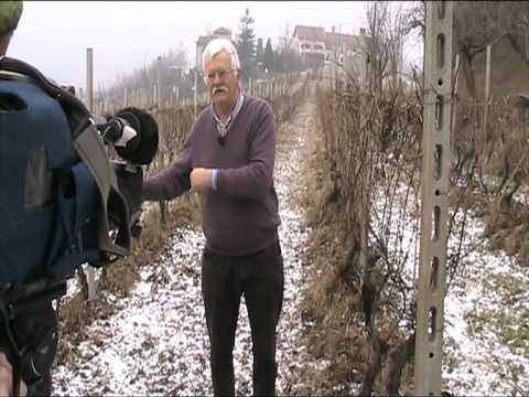 download lagu mp3 mp4 Roseiras Nas Vinhas, download lagu Roseiras Nas Vinhas gratis, unduh video klip Roseiras Nas Vinhas