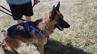 Video preview image #1 German Shepherd Dog Puppy For Sale in Bandera, TX, USA
