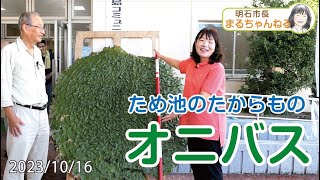 YouTube動画 ため池のたからもの 明石のオニバス 2023年10月16日