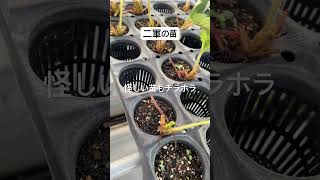 病気の苗の周りにあった苗について #いちご #農業 #農協