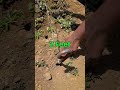 50 टन एकड़ टमाटर का राज Tomato Farming Secrets Indian Farmer Shorts 