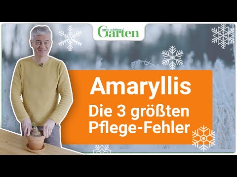 , title : 'Amaryllis-Pflege: Die 3 größten Fehler'