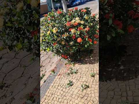 CIDADE JARDIM - ARCEBURGO MG