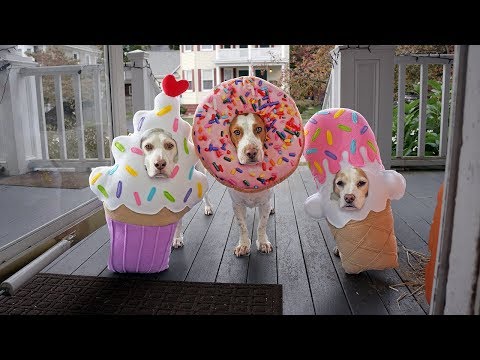 download lagu mp3 mp4 Halloween Dogs, download lagu Halloween Dogs gratis, unduh video klip Halloween Dogs