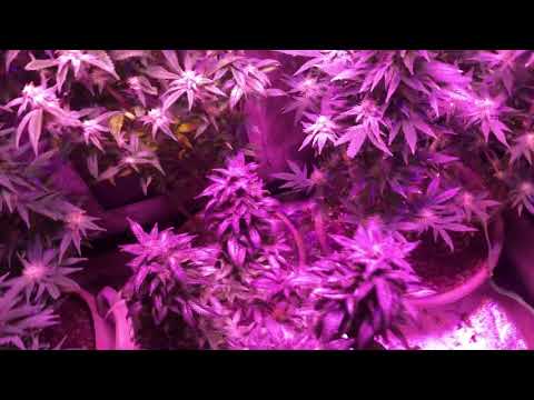 Indoor cannabis grow veg updates and flower update