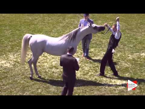N.64 EL COSIMO - Ströhen 2015 C-Show - Stallions 7 to 9 years old (Class 13)