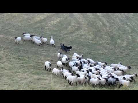 Herding: Australian Shepherd Chaplin & Flame - Schafe hüten (2)