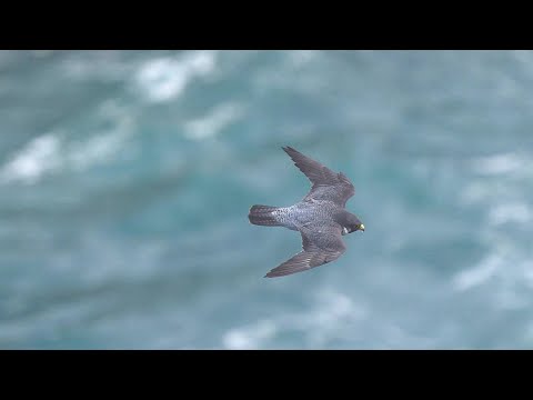 黑鳶守護者沈錦豐辭世 曾執導「遊隼的故事」致力保護生態 | 生活 | 中央社 CNA