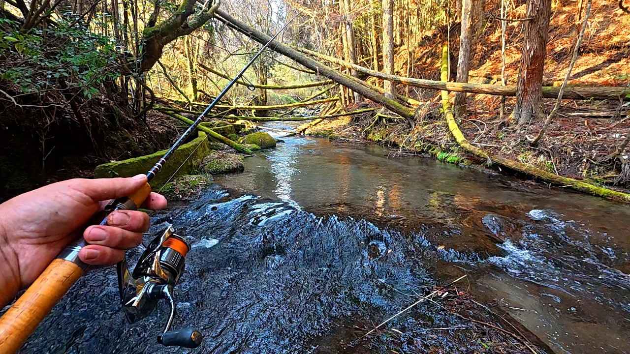 【奇跡】解禁日、人がいない“謎の小川”を登ったらヤマメだらけだった