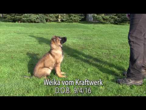 Female German Shepherd puppy demonstrates patience and obedience during training at 10 weeks old