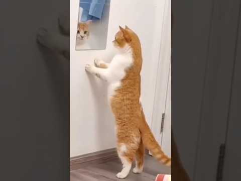 #petlovers#catreaction#funnyvedios