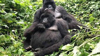 Gorilla Family Show Off Adorable New Baby