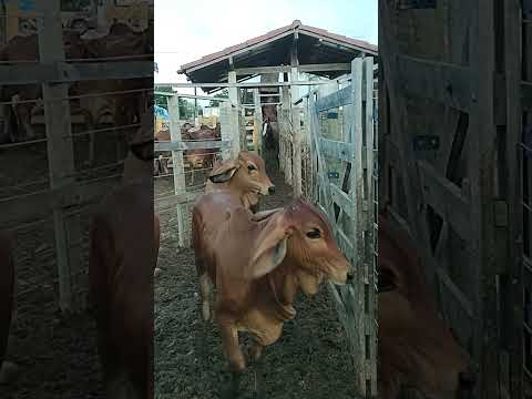 BOVINOS DESEMBARCANDO NA FEIRA DE GADO EM CIPÓ BA
