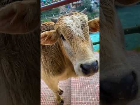 devprayag😍#viralvideo #india #youtubeshorts #uttarakhand