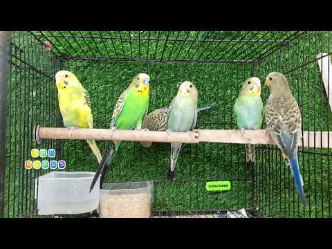 2 Hours of Budgies Singing Playing and Talking - Play For Your Budgie! #rbnbirds #birds #pets