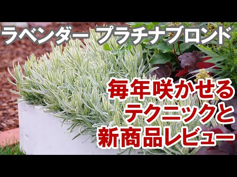 園芸 バタフライラベンダー、ホタテラベンダー、房状ラベンダー