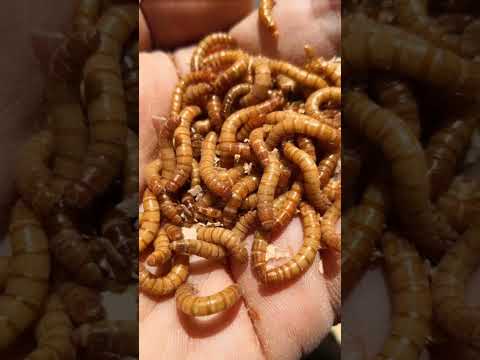 Best 5 Foods For OSCAR FISH || Must watch #shorts #oscarfish